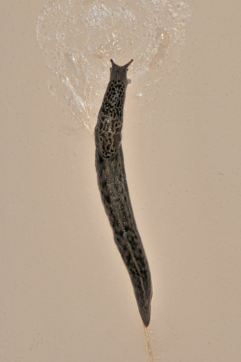 Limax in accoppiamento da id: